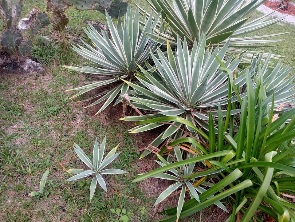 Agave in Landscape. Growing plants to improve your homes value.